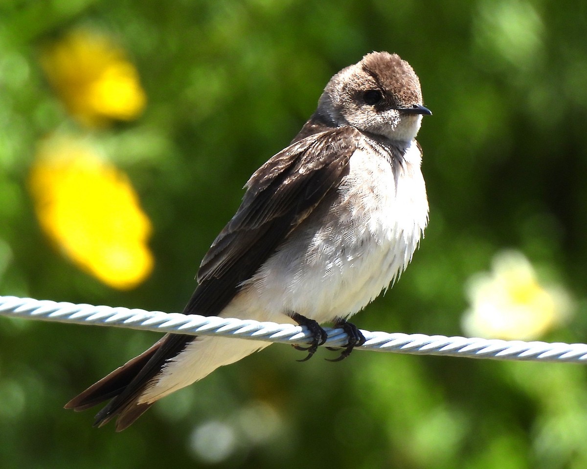 Northern Rough-winged Swallow - ML619431705