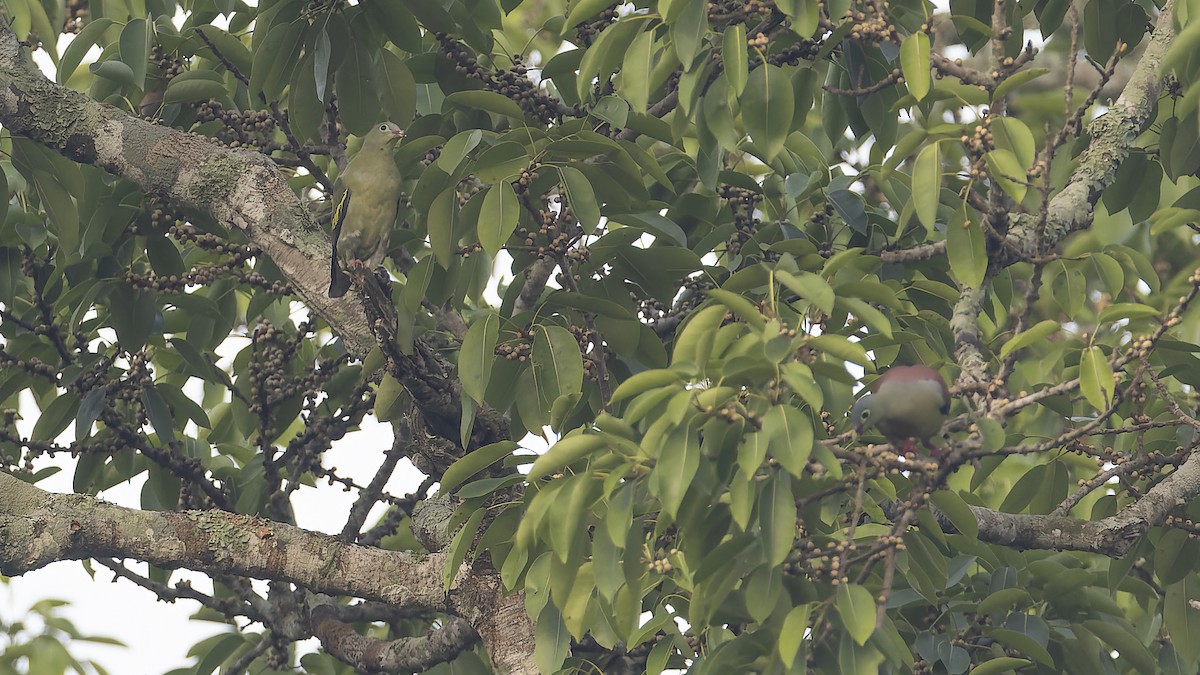 Thick-billed Green-Pigeon - ML619431711