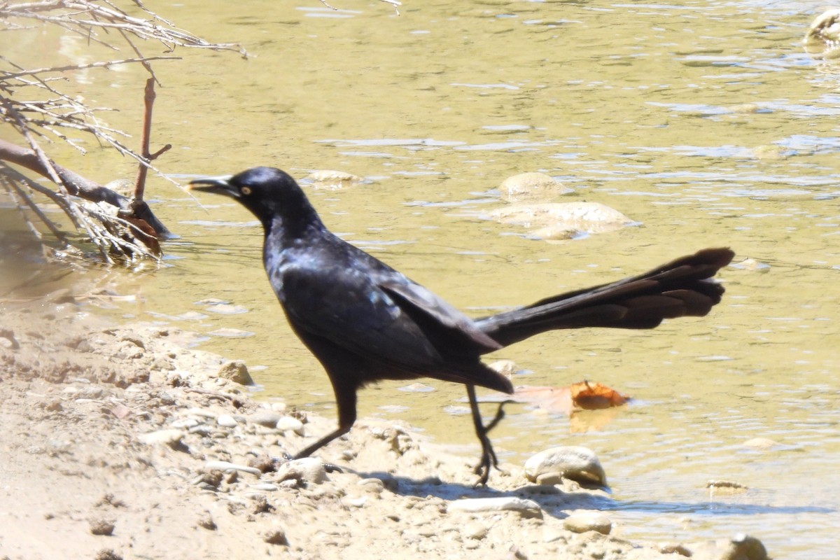 Great-tailed Grackle - ML619431723