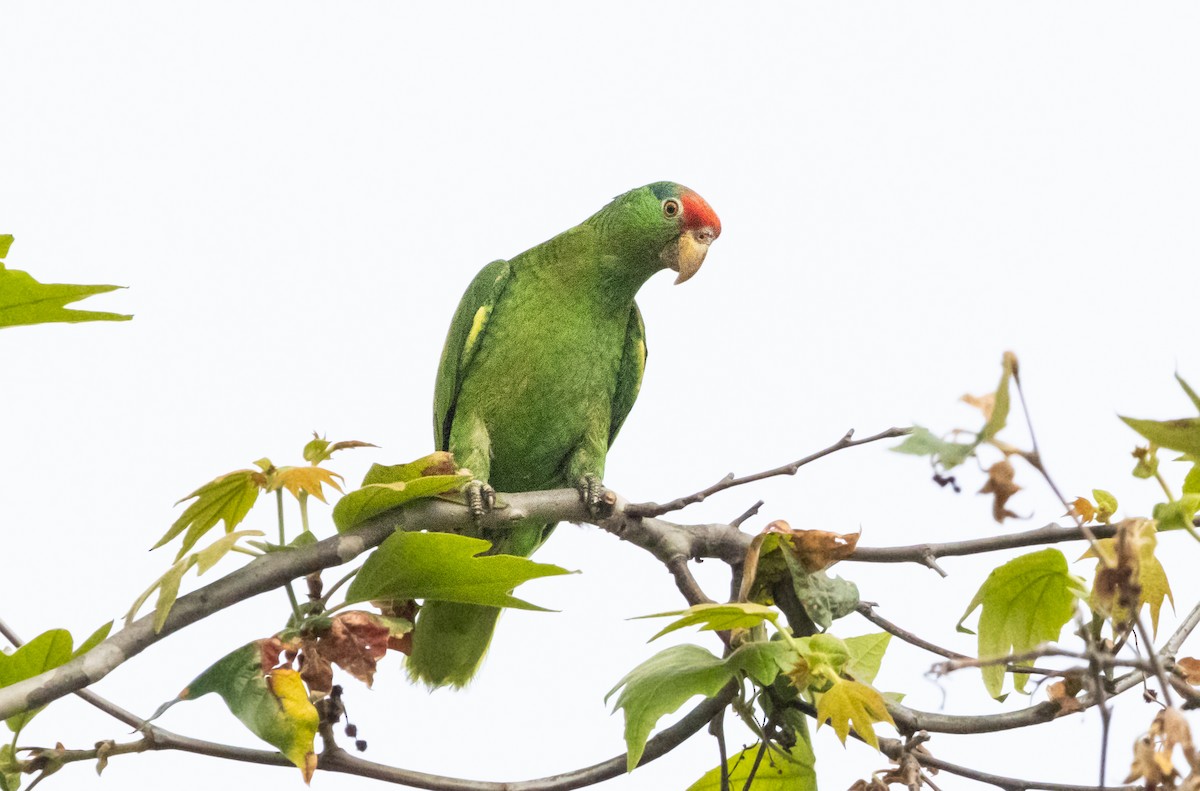 Red-crowned Parrot - ML619431768