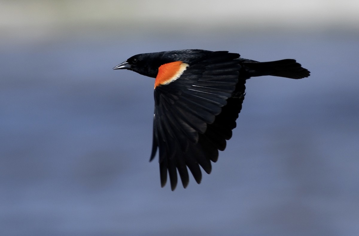 Red-winged Blackbird - ML619431770