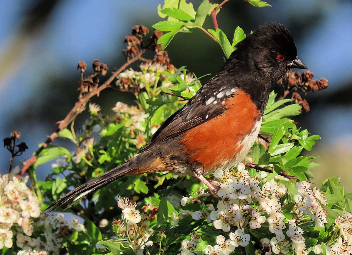 Spotted Towhee - ML619431801