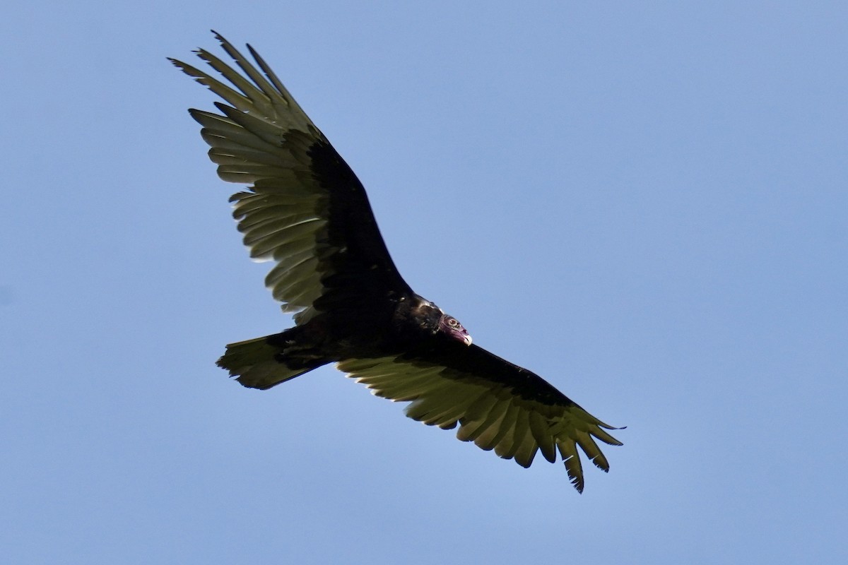 Turkey Vulture - ML619431834