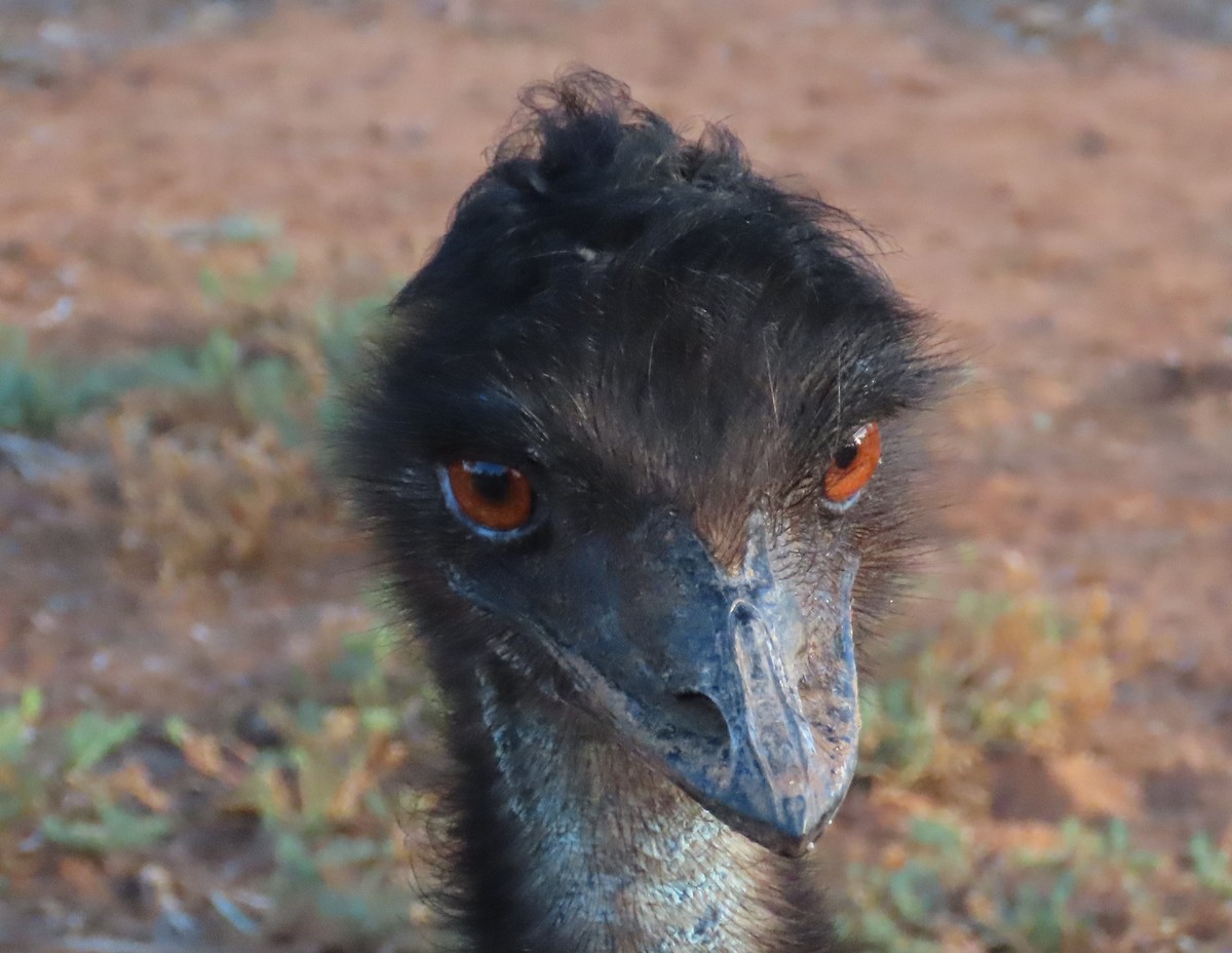 emu hnědý - ML619431835