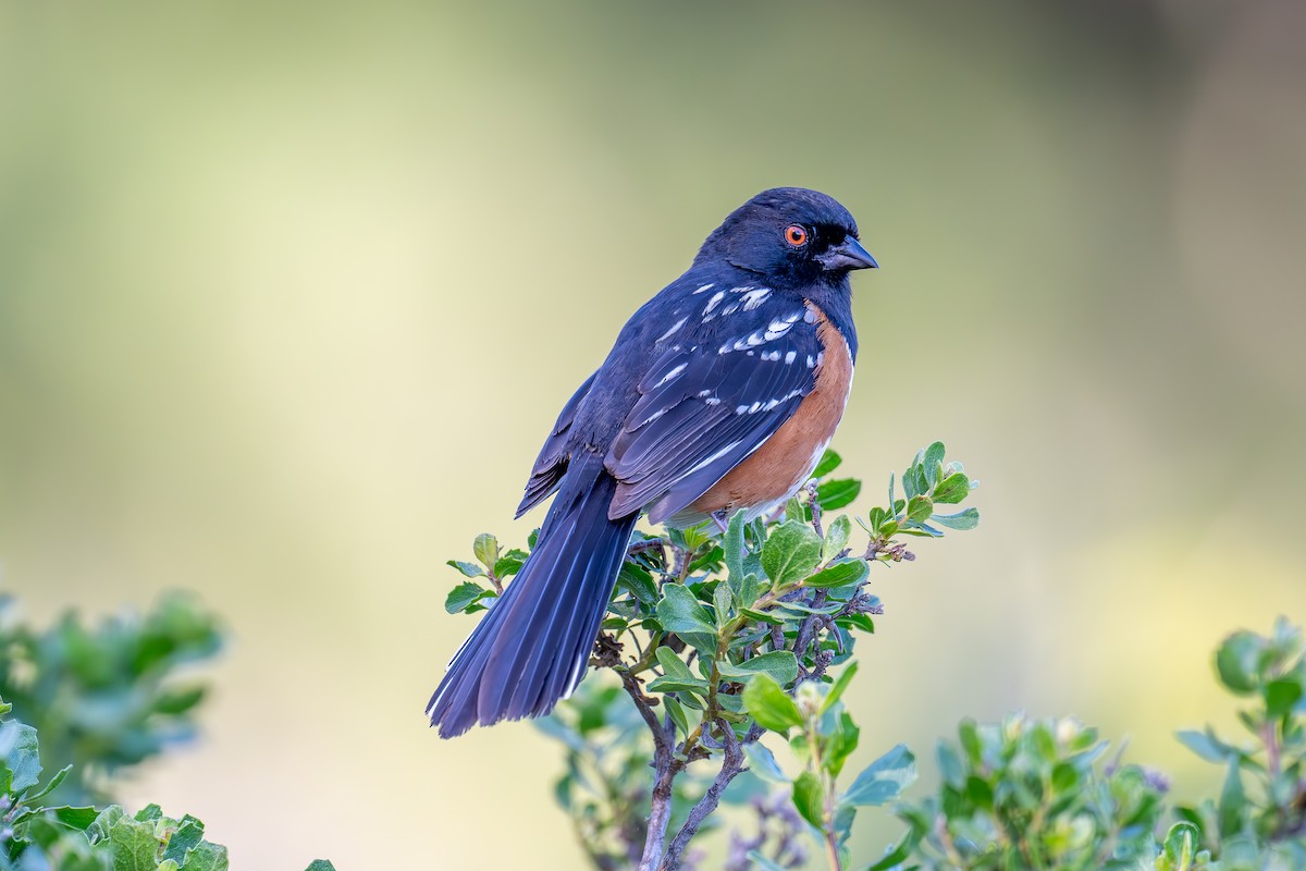 Spotted Towhee - ML619431888