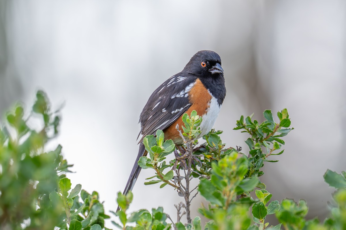 Spotted Towhee - ML619431889