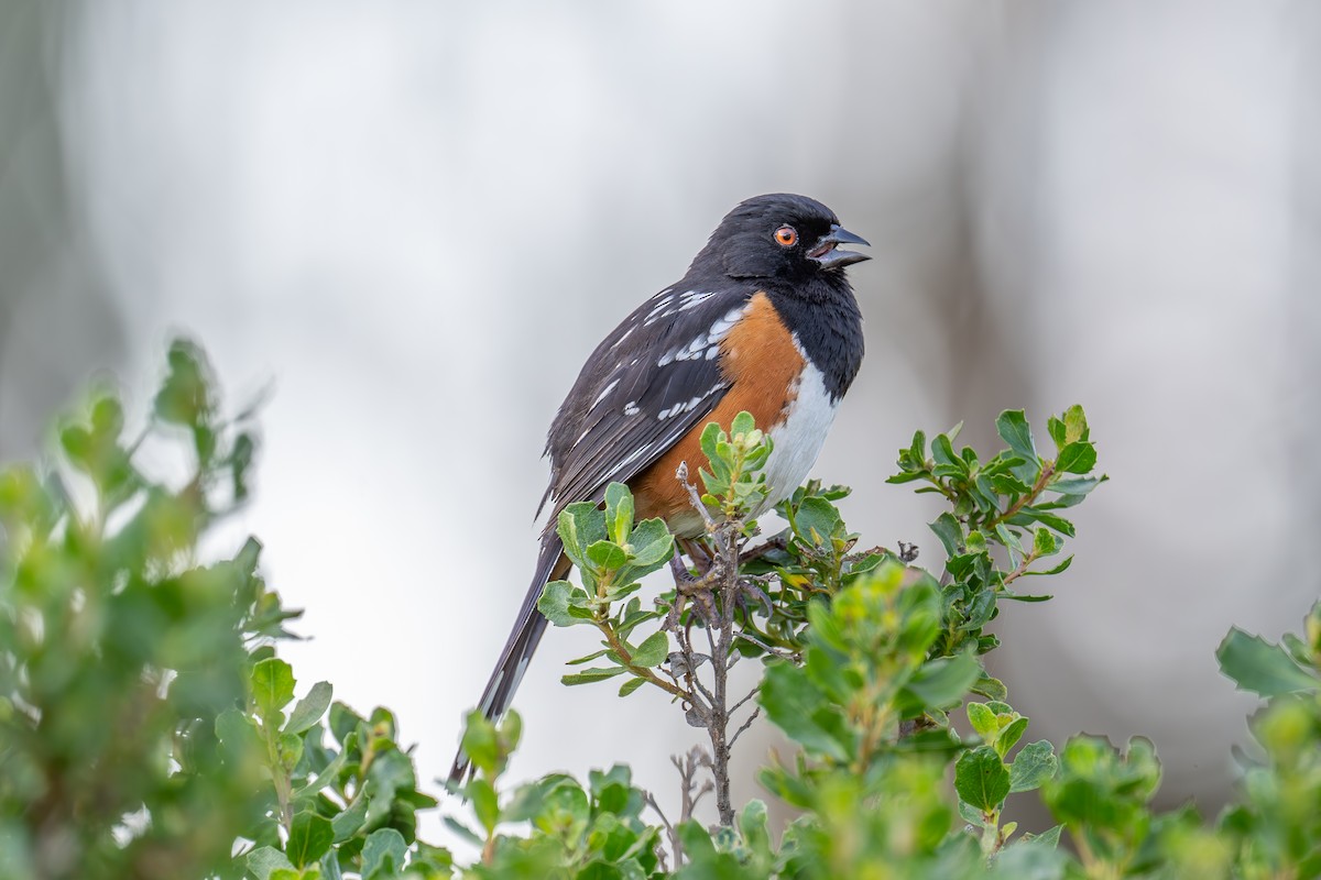 Spotted Towhee - ML619431890