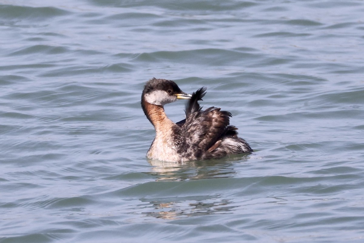 Red-necked Grebe - ML619431937