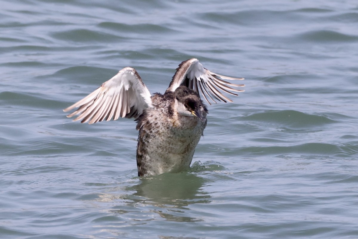 Red-necked Grebe - ML619431942