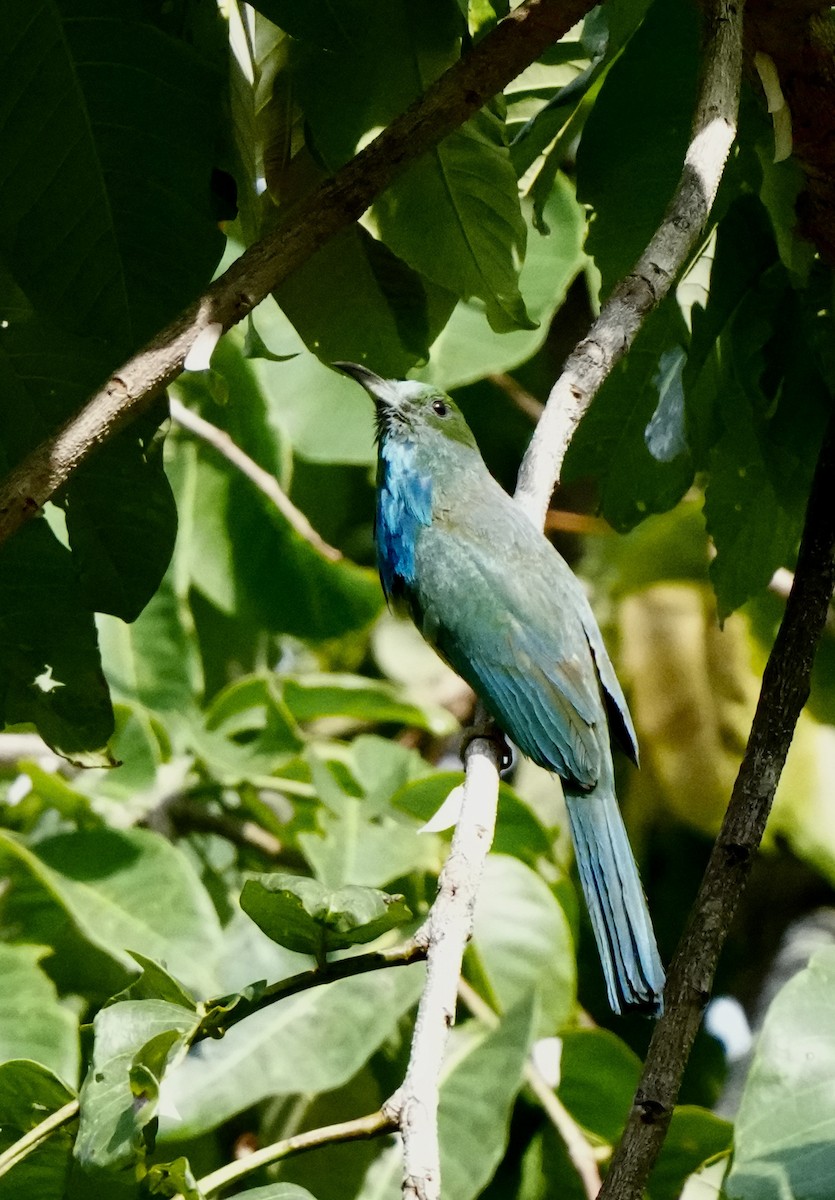 Blue-bearded Bee-eater - ML619431987