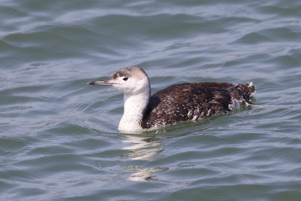 Red-throated Loon - ML619432005