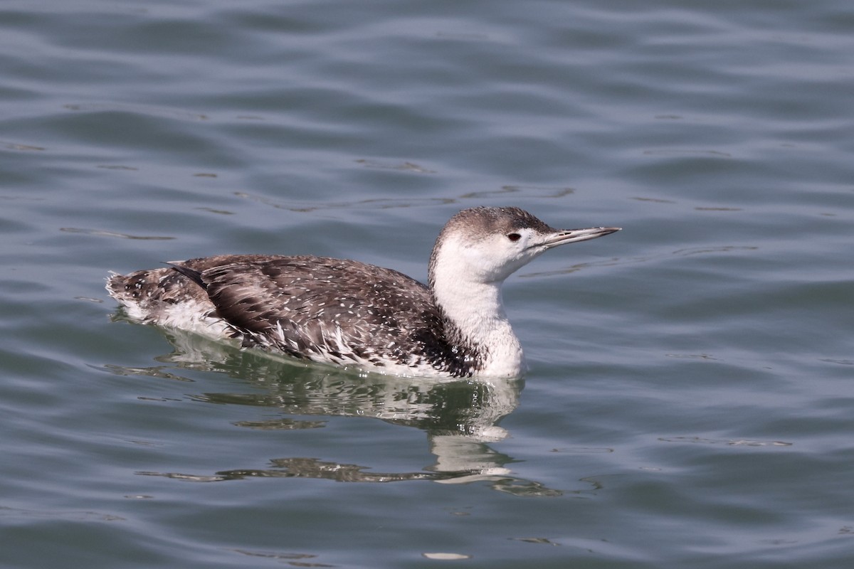 Red-throated Loon - ML619432008