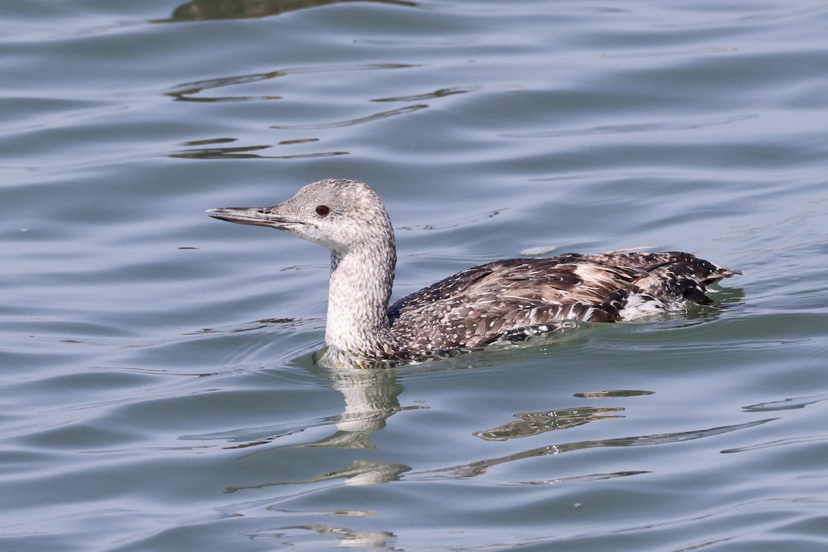 Red-throated Loon - ML619432010