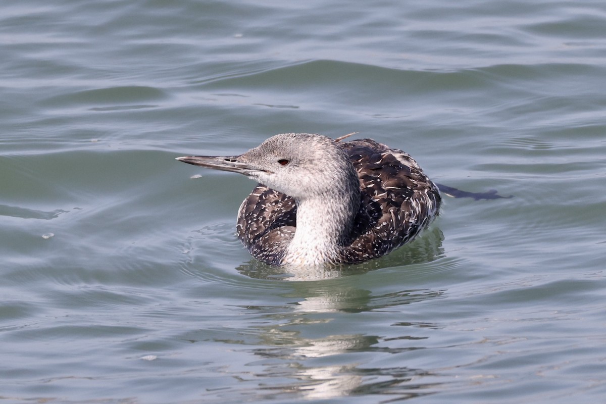 Red-throated Loon - ML619432013