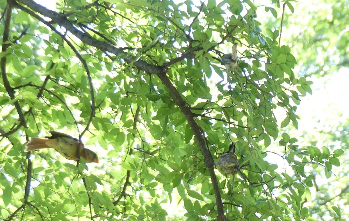 Black-chinned Hummingbird - ML619432032