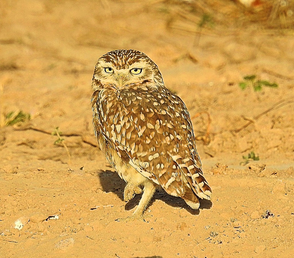 Burrowing Owl - ML619432076
