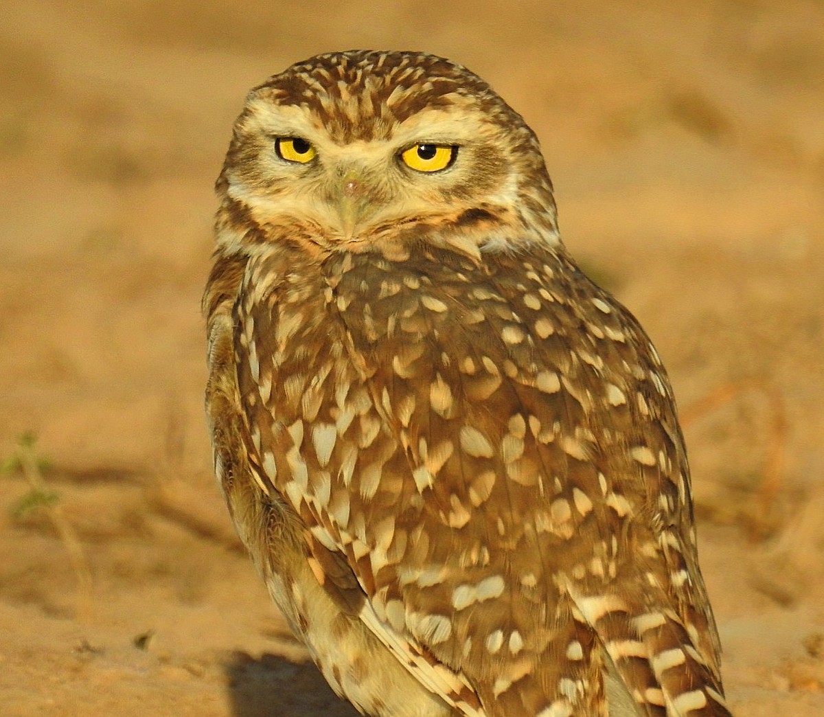 Burrowing Owl - ML619432077