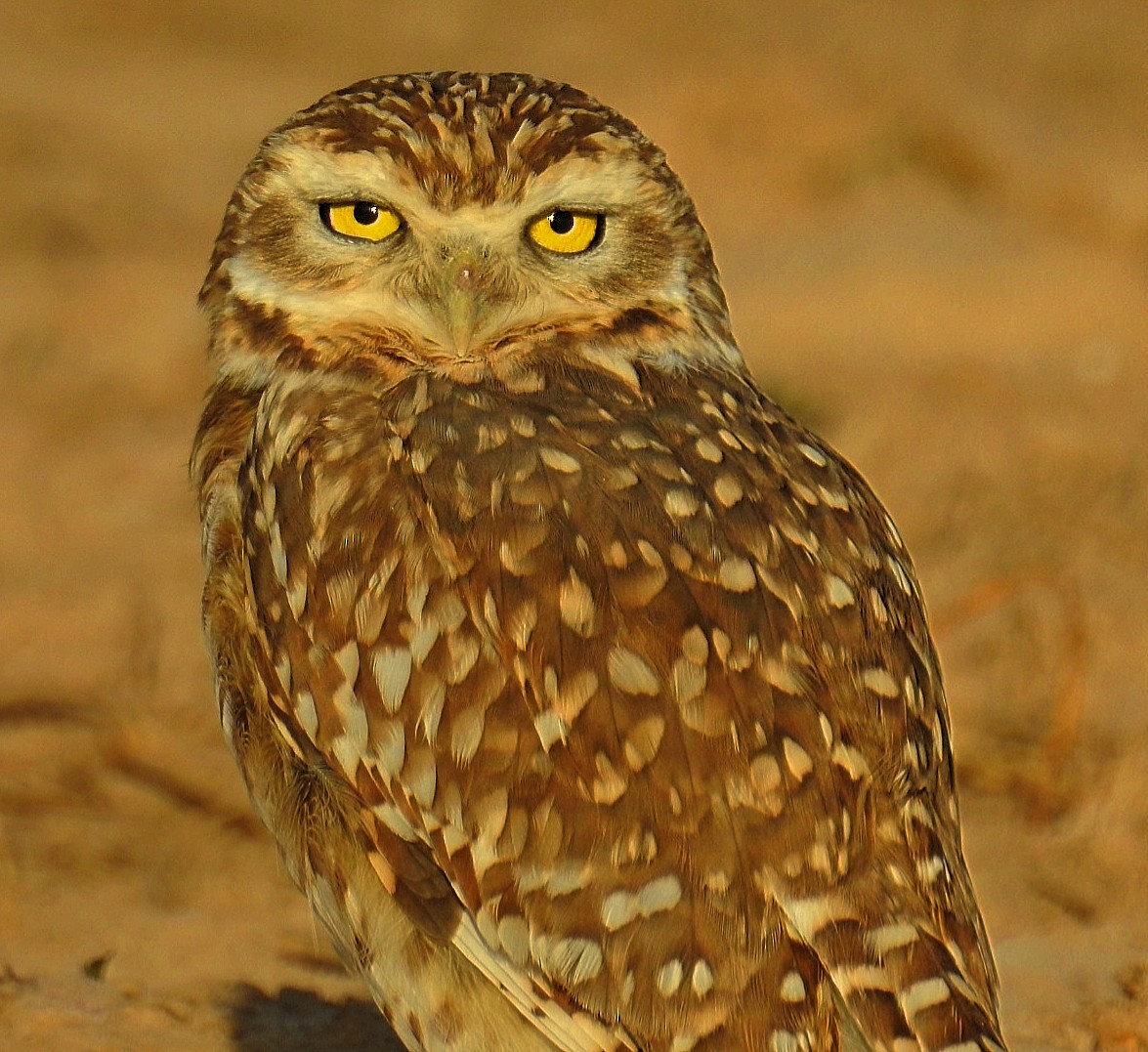 Burrowing Owl - ML619432080