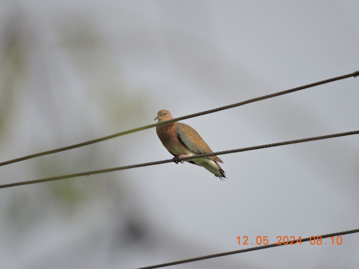 Laughing Dove - ML619432083