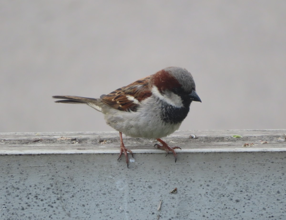House Sparrow - ML619432094