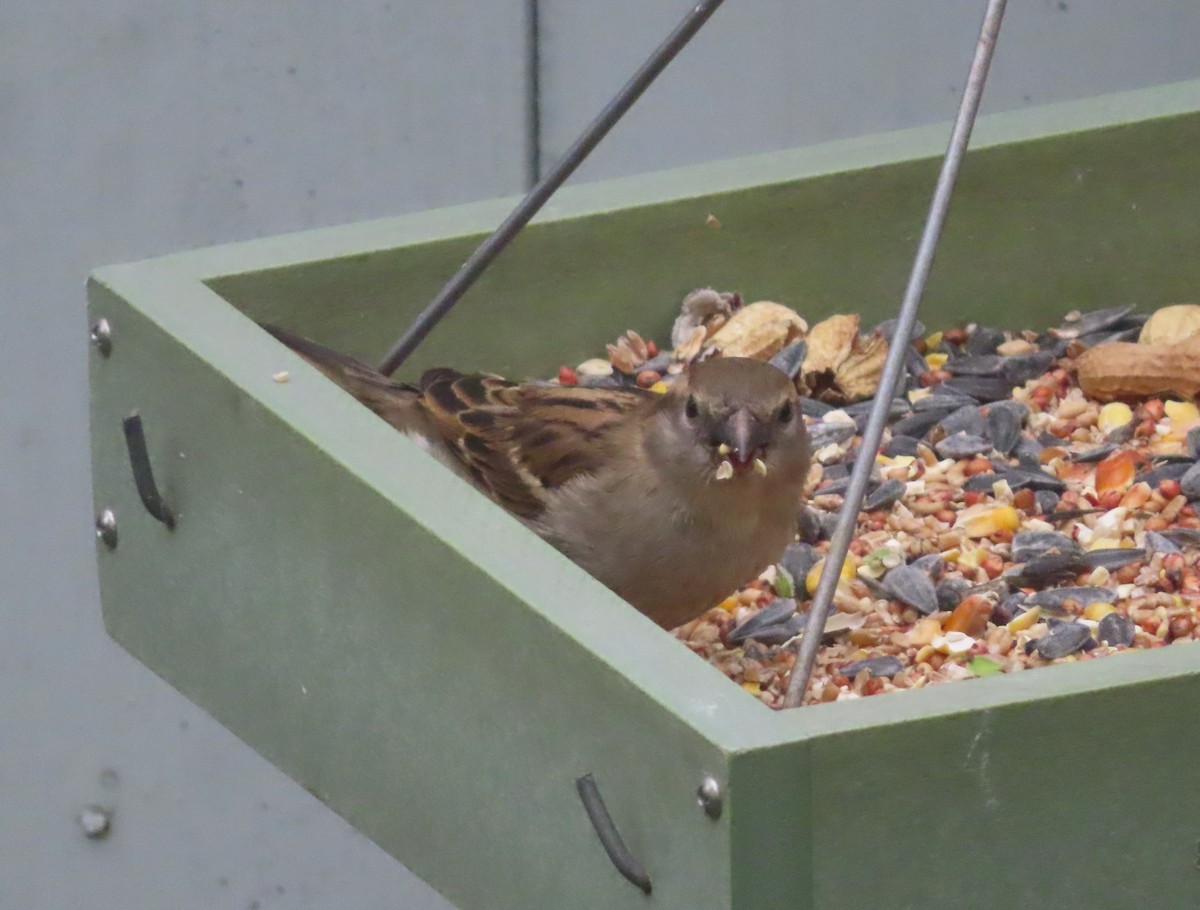 House Sparrow - ML619432098
