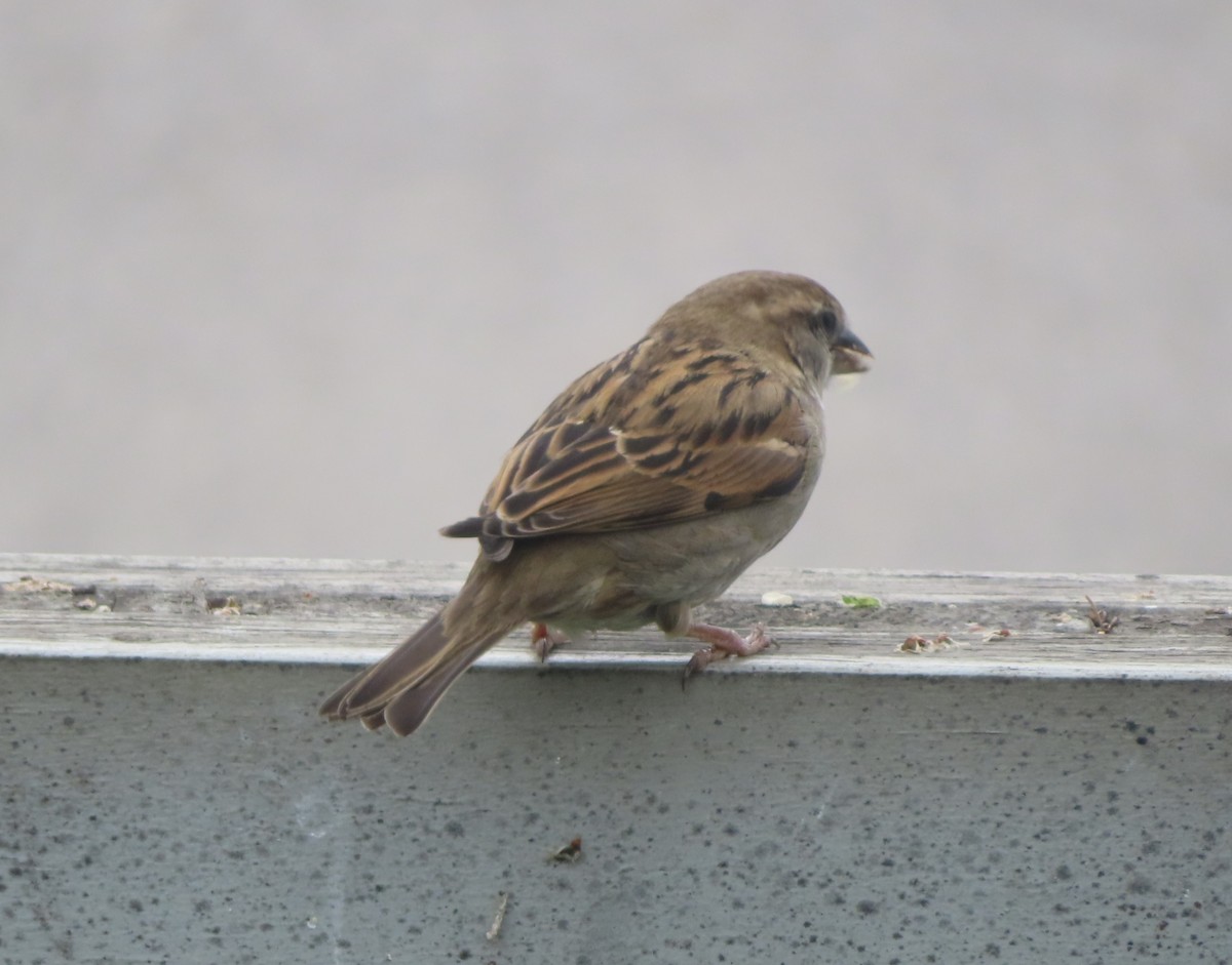 House Sparrow - ML619432108