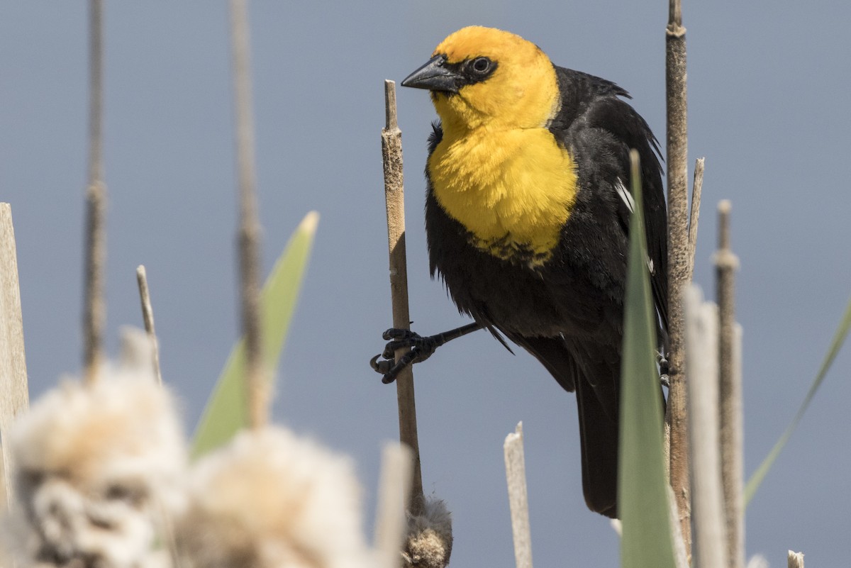 Yellow-headed Blackbird - ML619432133