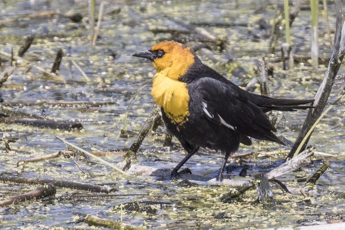 Yellow-headed Blackbird - ML619432157