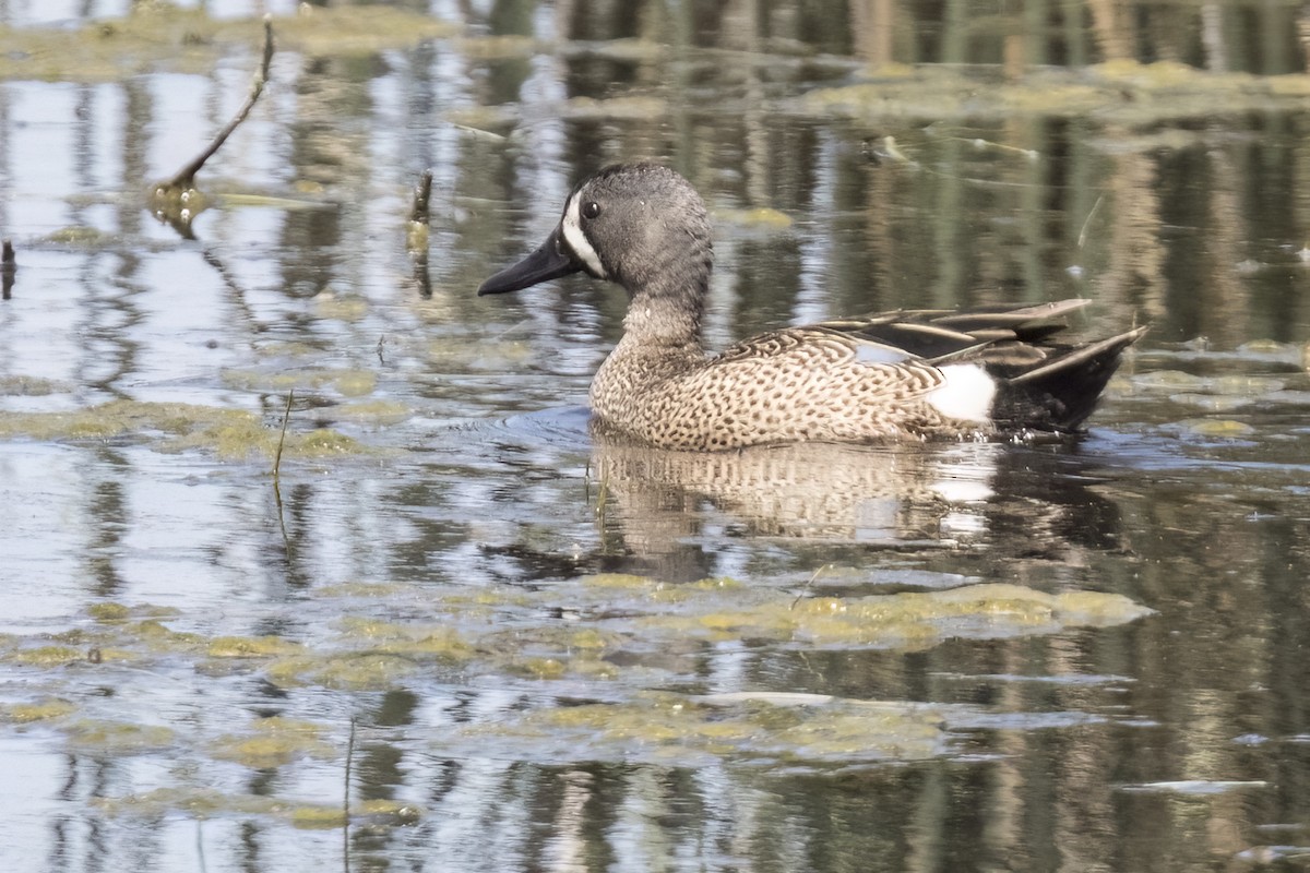 Blue-winged Teal - ML619432160