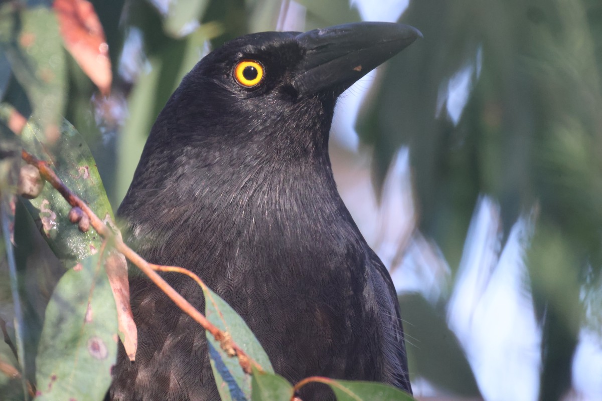 Pied Currawong - ML619432162