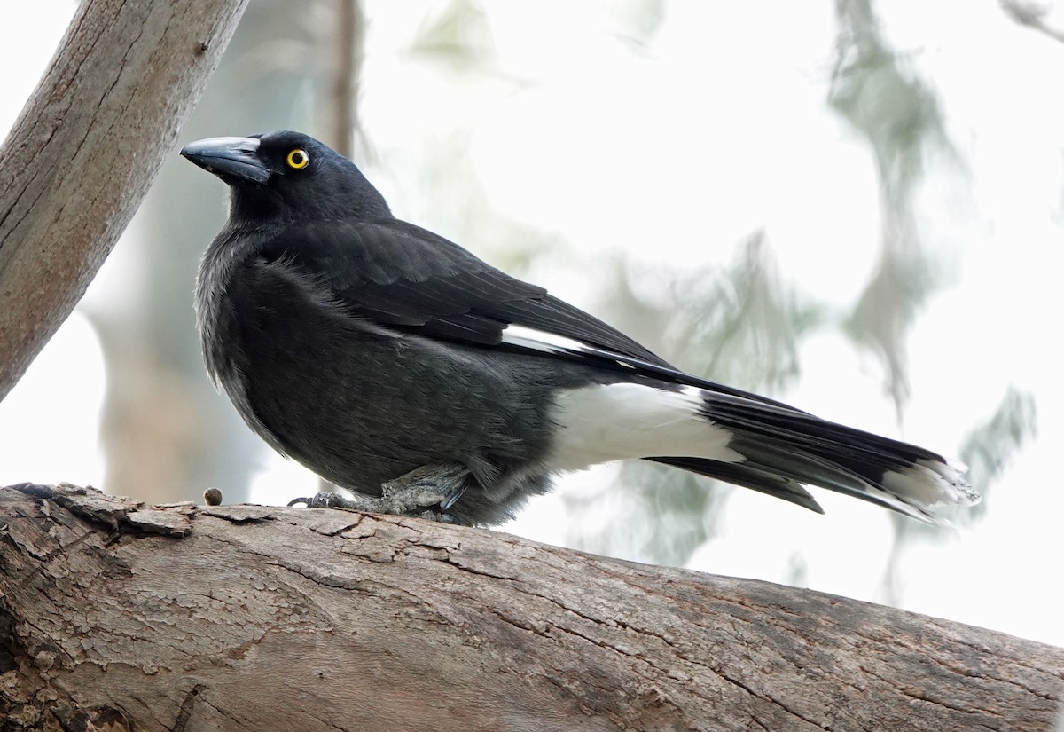 Pied Currawong - ML619432164