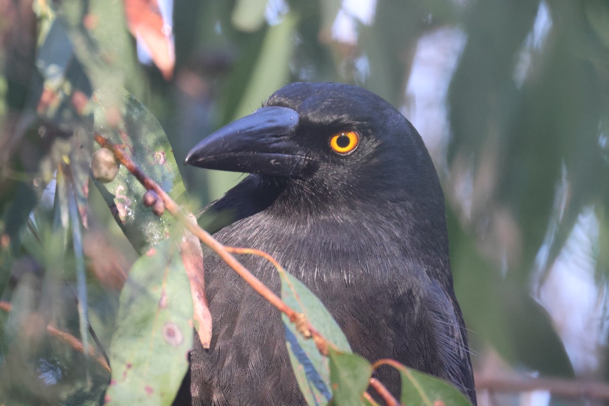 Pied Currawong - ML619432168