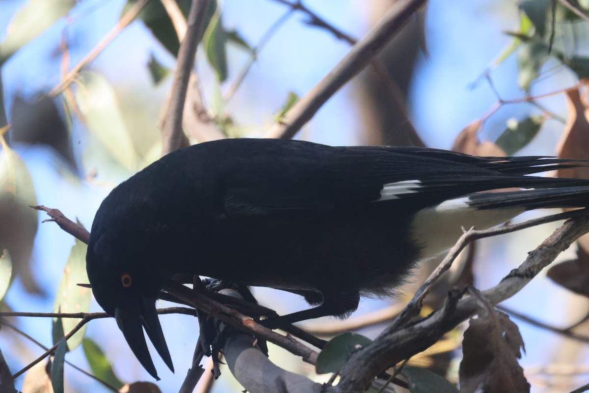 Pied Currawong - ML619432169
