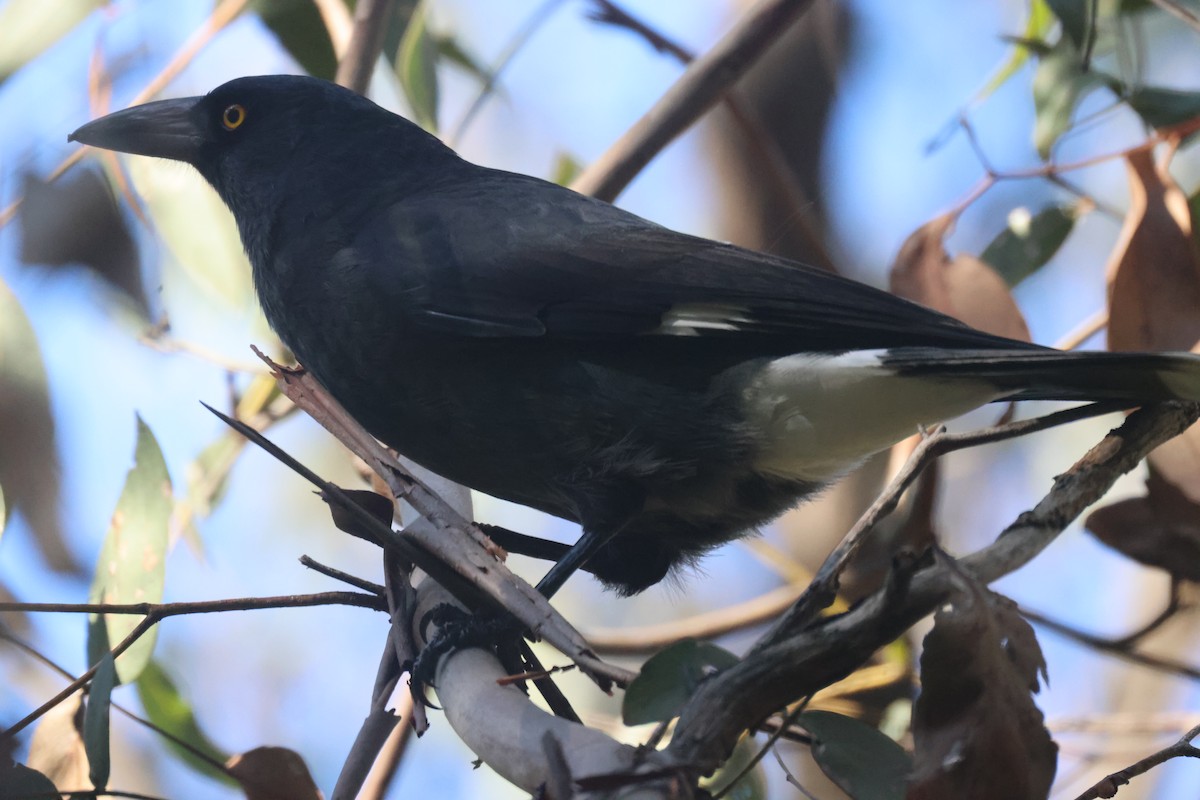 Pied Currawong - ML619432170