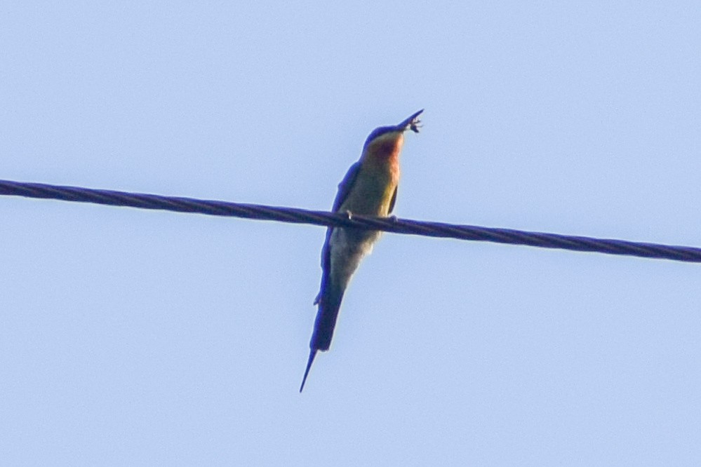 Blue-tailed Bee-eater - ML619432174