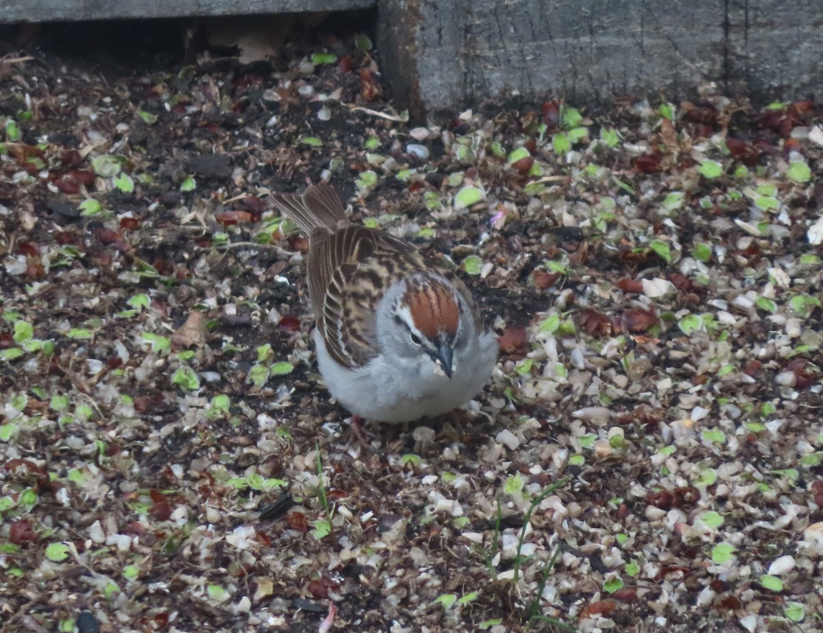 Chipping Sparrow - ML619432186