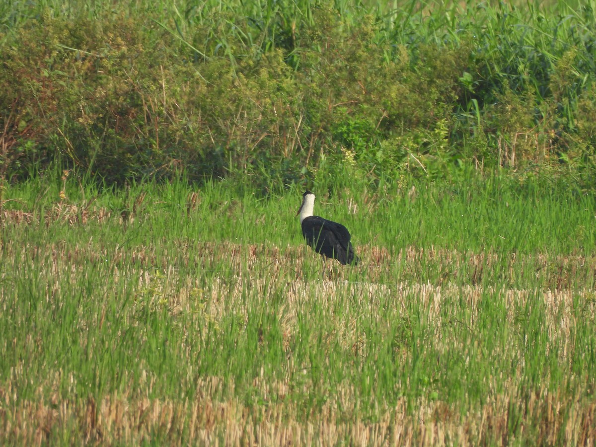 Asian Woolly-necked Stork - ML619432217