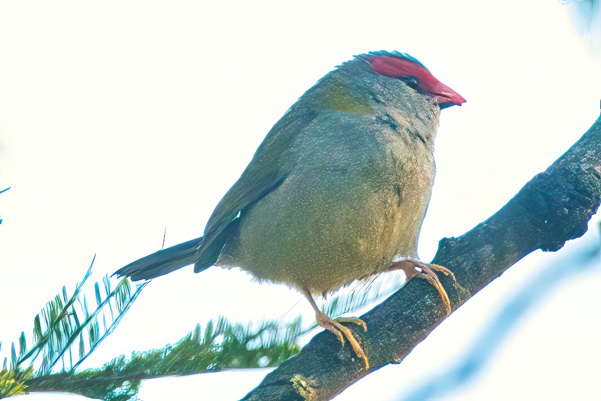 Red-browed Firetail - ML619432220