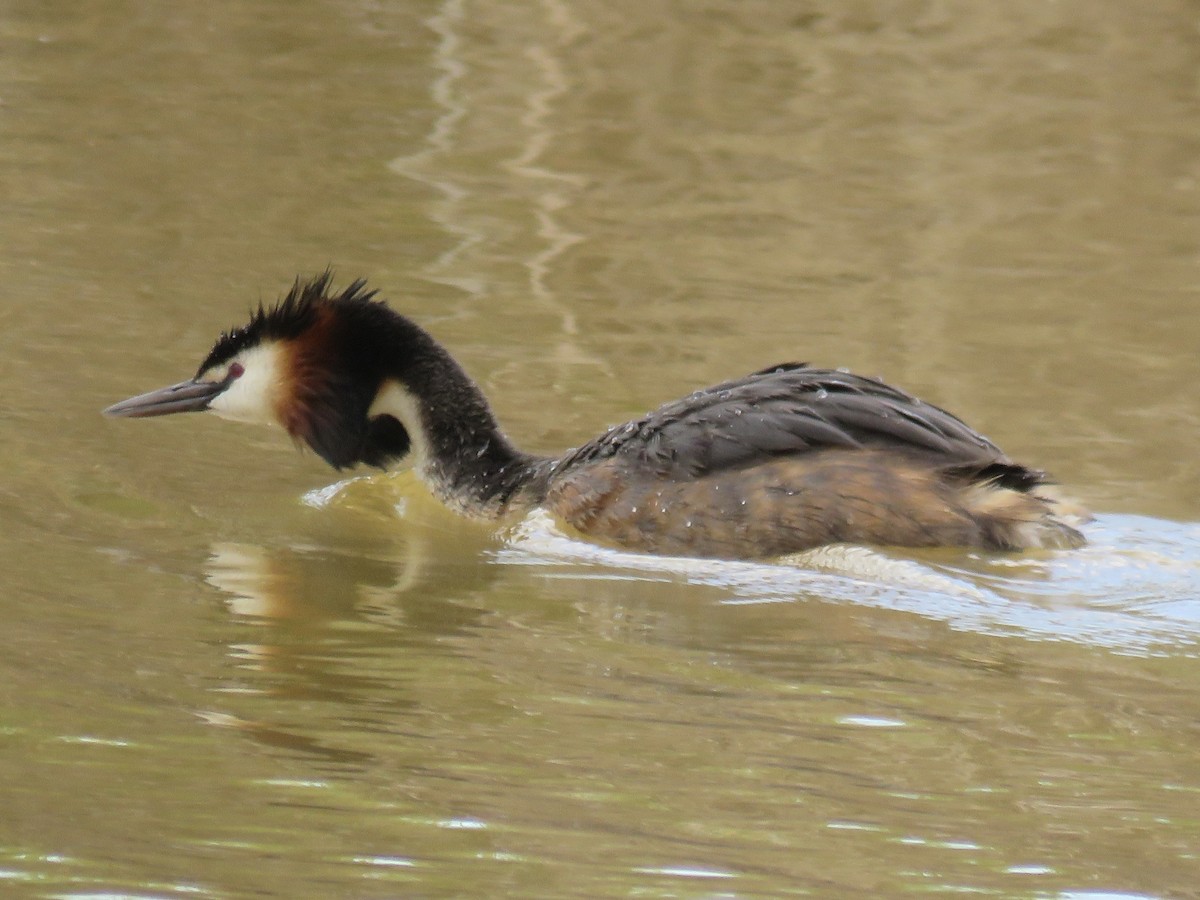 Great Crested Grebe - ML619432225
