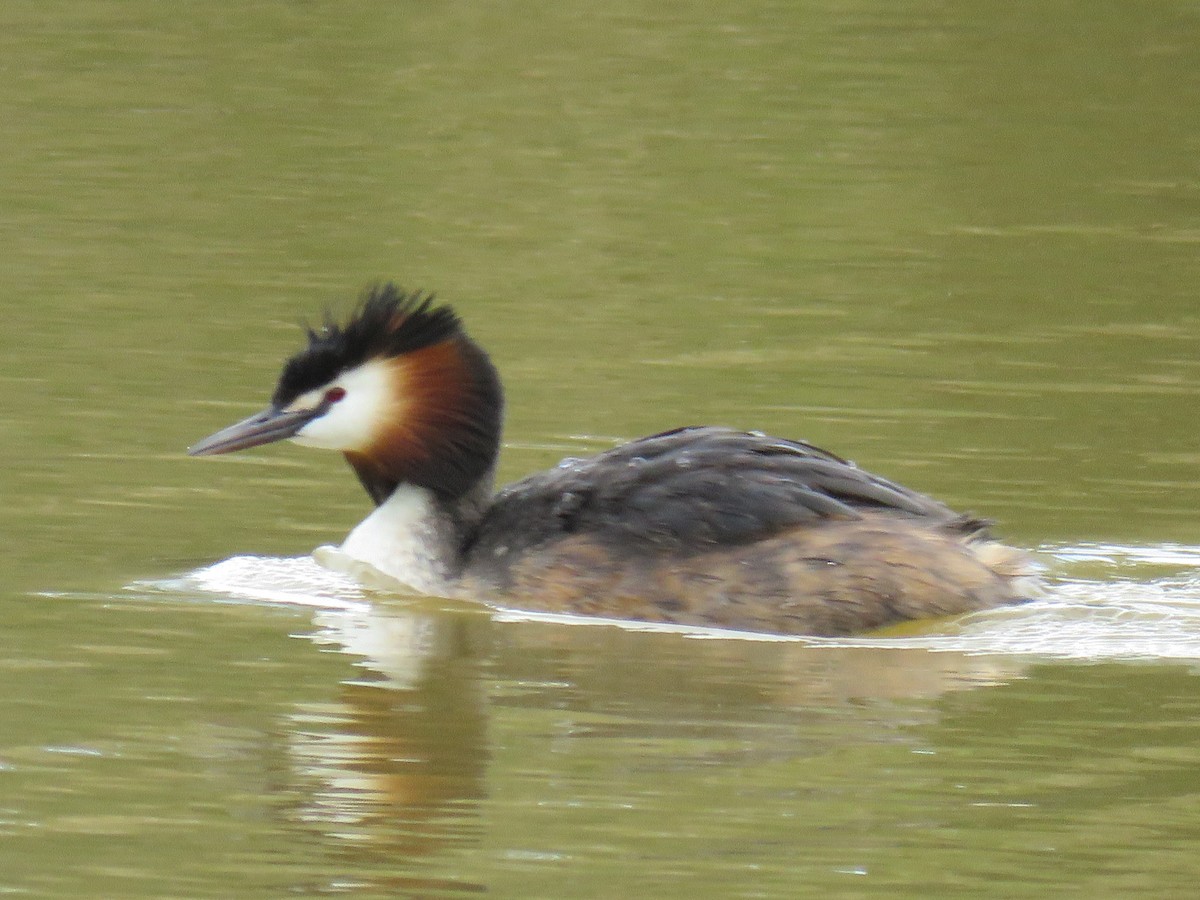 Great Crested Grebe - ML619432226