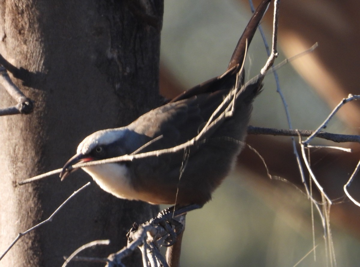 Gray-crowned Babbler - ML619432230