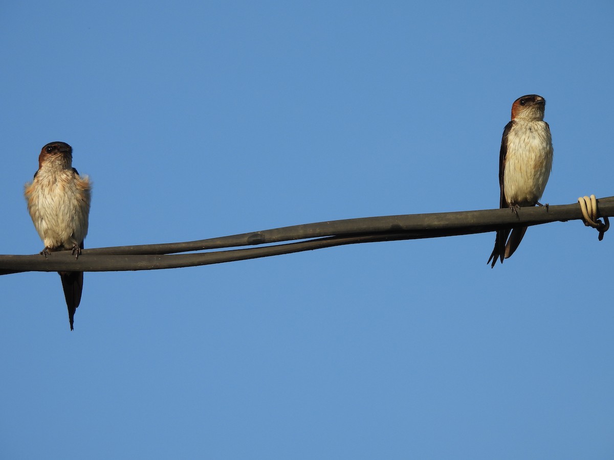 Red-rumped Swallow - ML619432238