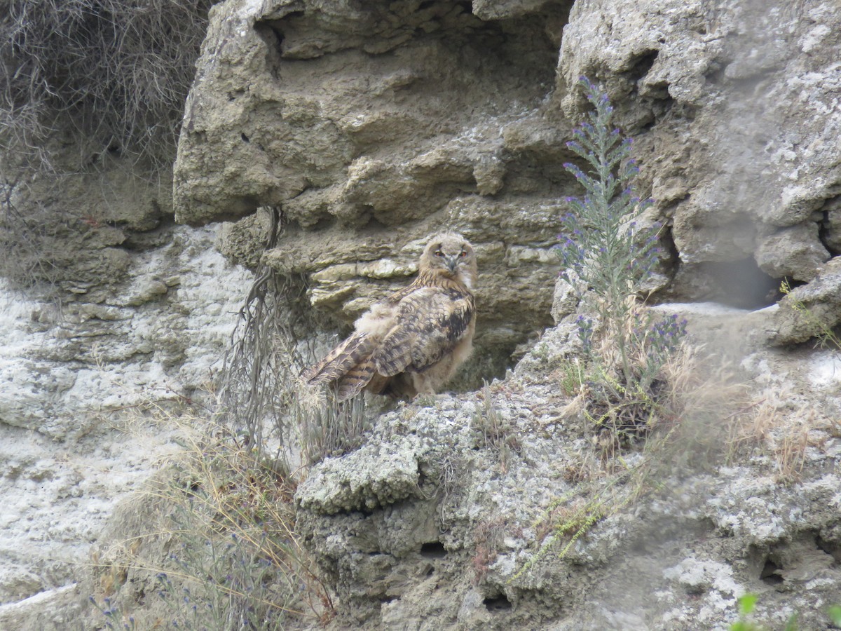 Eurasian Eagle-Owl - ML619432249