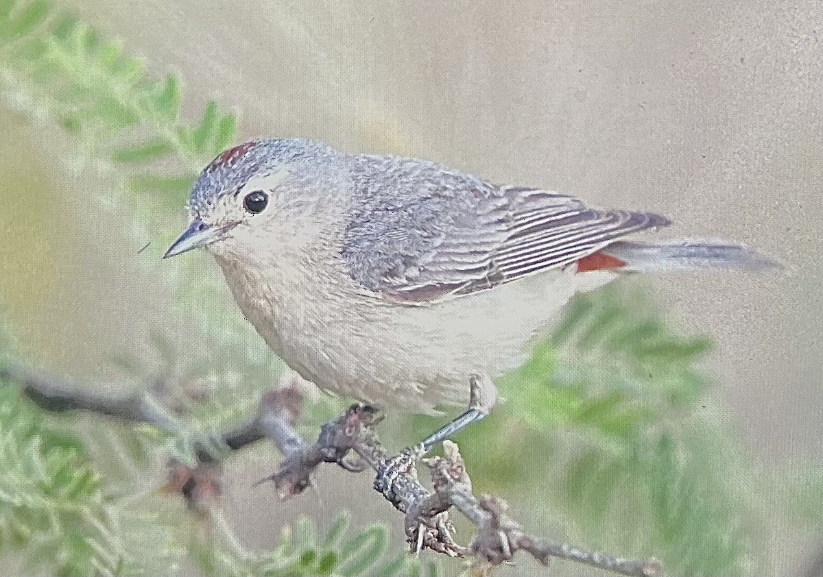 Lucy's Warbler - ML619432260