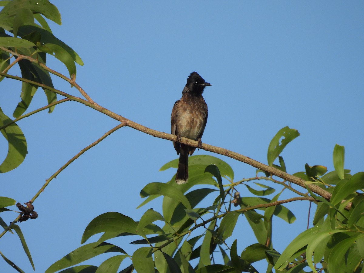Red-vented Bulbul - ML619432267