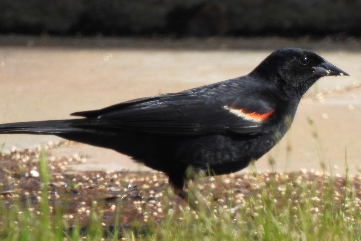 Tricolored Blackbird - ML619432298
