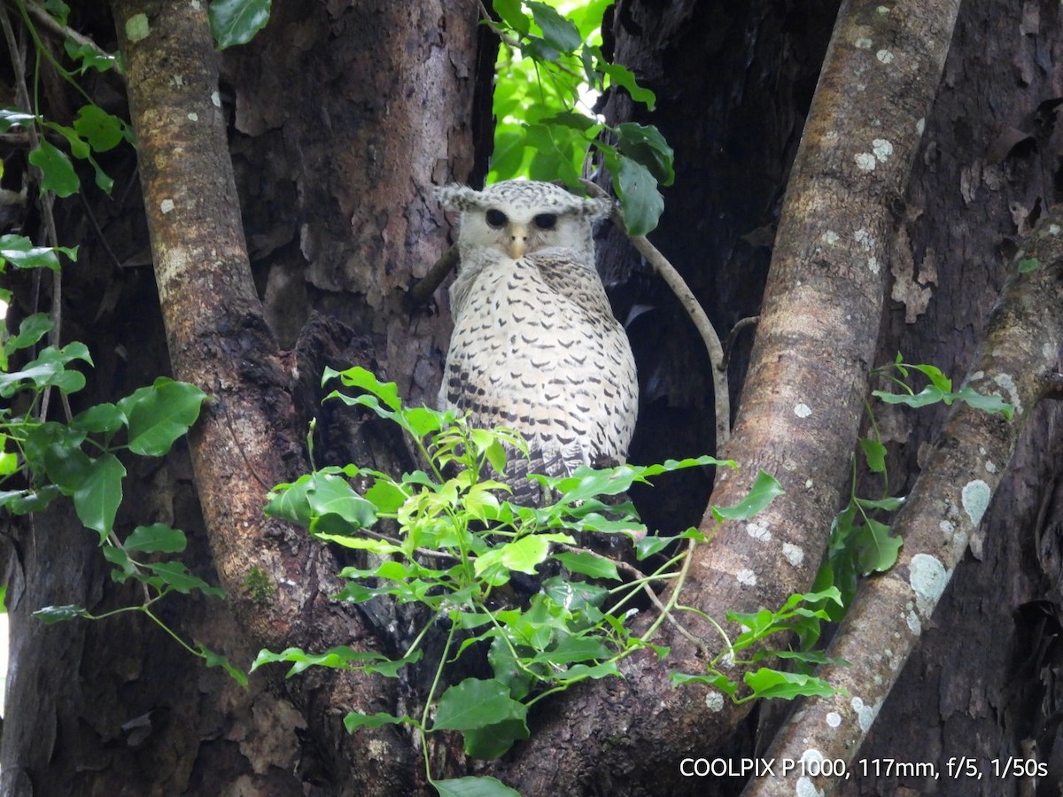 Spot-bellied Eagle-Owl - ML619432328