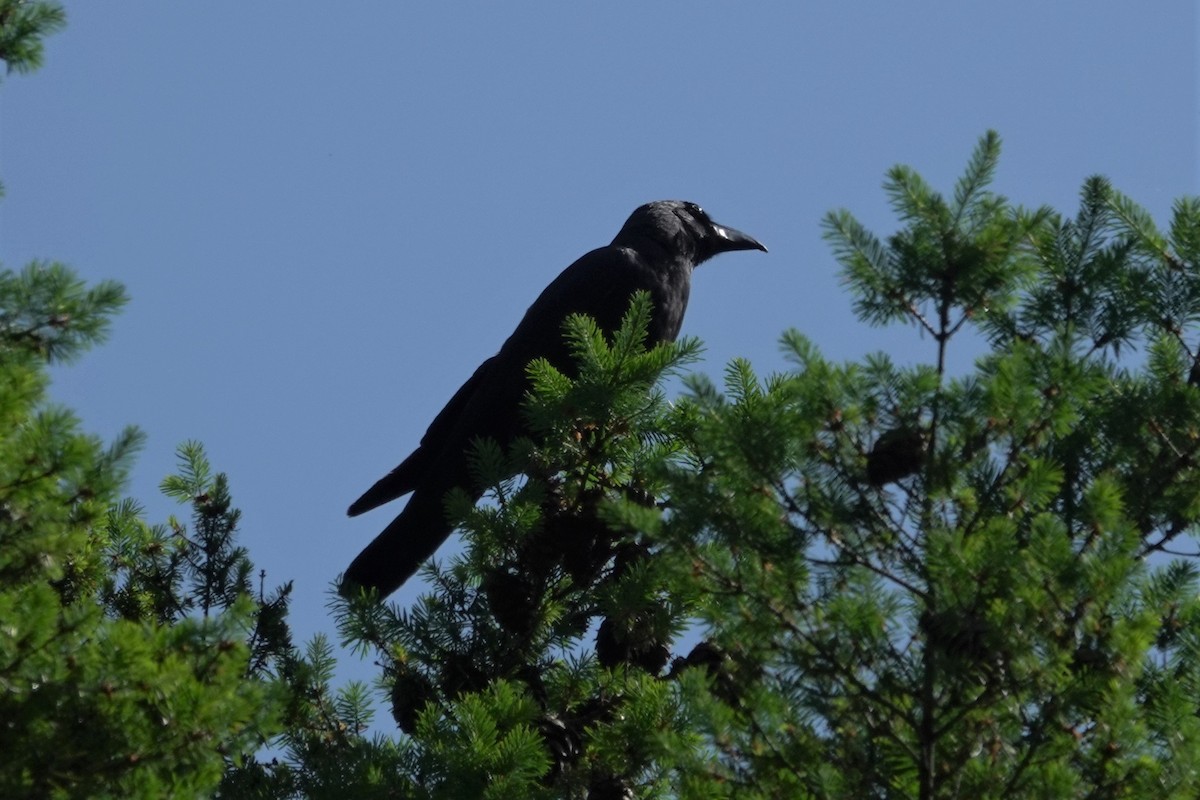 Large-billed Crow - ML619432368