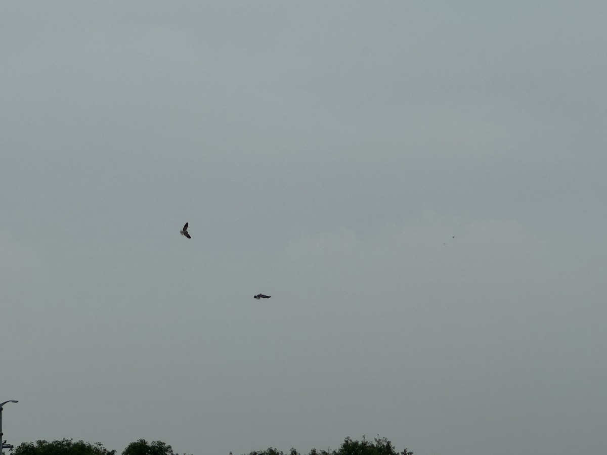 Black-winged Kite - ML619432375