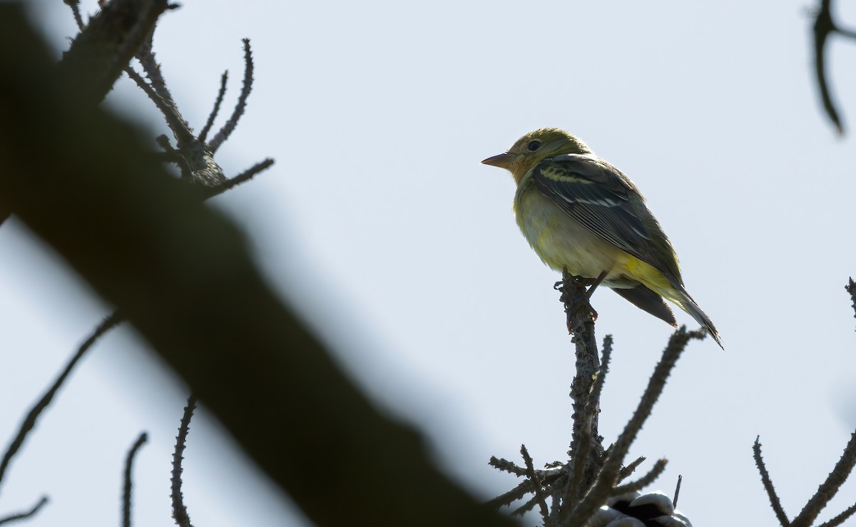 Western Tanager - ML619432390